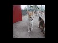 🐕😂 New Funny Cats and Dogs Videos 🤣😍 Funniest Animals 2024 # 23