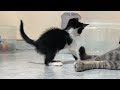 A rescued kitten suddenly started talking to a big cat when he met him for the first time