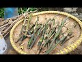 Bambu Unik Petuk Jalu Hasil Mbolang Kang Ide Qu