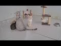 Cute and funny animals video compilation 😍🤣 Funny Animal Videos 2024 😂😹