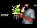 How to Easily grow Tulsi without soil | Hydroponics system for Coriander and Tulsi