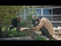[Craftsmanship] Planting a pine tree in our garden with a professional gardener...!? | 094