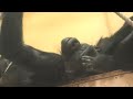Gorilla girl welcoming her best friend boy｜The Shabani Group Annie