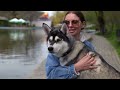 Rescue of Poor Homeless Husky with a Broken Heart