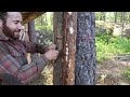 Solo Overnight at the Treehouse - Bushcraft Axe Skills, Chaga Drink, Quail Skewers