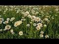 Beautiful spring flowers - 8K relaxing space of flowers - ️🎹Soothing relaxing piano music