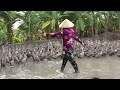 Duck | Nuôi vịt Từ Nhỏ đến đẻ Trứng | Vòng Đời Của Vịt Đẻ chạy Đồng .Thanh Hoai KG