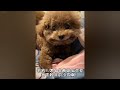 Cute Baby Animals 😂 Best Funny Cats and Dogs 😂😸 Cutest Animals 2024 #05