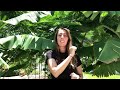 How long until my BANANA TREE produces FRUIT? | Growing Bananas is Easy