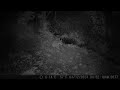 Campark Digital Trail Camera Coons and Possums Night 1 April 2024