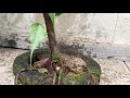 ficus bonsai..