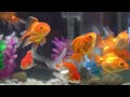 Goldfish For Aquarium | Aquarium Goldfish For Beginners | Aquarium Lifestyle of Goldfish