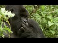Gorillas Are Shocked That Chimpanzees Started Killing Them