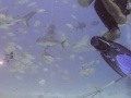 Shark Feeding Dive - Bahamas