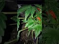 Growers Choice seed Grow week 5 Flower time!!!