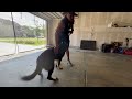 GSD Puppy starts Peeing in the middle of training! PAWFECT K9 SERVICES