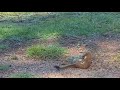 Weasel vs Marmot going for the kill!