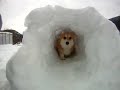 Corgi Snow Tunnel