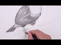 How To Draw a Toucan | Beginners Sketch Art Lesson (Step by Step)