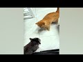 Try Not To Laugh 😁 New Funny Cats and Dogs Videos 😹🐶 Part 8