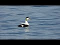 Relax with nature | ocean waves | eider ducks add their peculiar songs to this beach soundscape