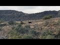 Sable Hunting - Eastern Cape - Hunting Africa