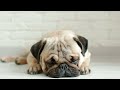 10 HOURS of Dog Calming Music For Dogs🎵💖Separation Anxiety Relief Music🐶🎵dog relaxation🎵