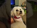 Bichon waiting for that treat
