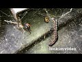 Trash Bins Spider Removal $20 Fix & Redback Spider Tank EDUCATIONAL VIDEO