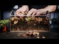 How To Make A Terrarium For Isopods (easy)