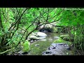 Relaxing Water Sounds, Relax by Cool Green Forest Stream, Most Wonderful Relaxing Sounds of Nature