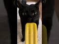 Adorable Animals That Will Make You Smile #animals #funny #pets #comedy #funnyvideos #Memes #Viral