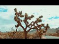 Ian Ewing - Yucca 🌵 [Official Visualizer]