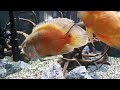 Oscar fish eating mouse