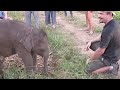 Baby Elephants love to cuddle