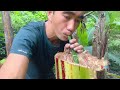 Delicious medicinal banana stem filter juice, Naga lifestyle