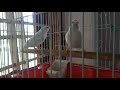 MY NEW PET BIRDS||PART 4