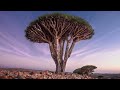 The Mysterious and Majestic Icon of Socotra Island: Dragon's Blood Trees