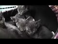 A Den Of Purring Kittens