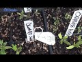 Seed Starting | Everything you need to know | Full Video Peppers, Tomatoes, Heirloom Reviews