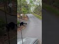 Tiny Black Bear Cubs Prance Across || ViralHog