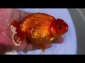 World of Goldfish