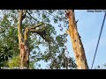 Cưa hai cây khổng lồ cạnh hàng rào / Saw two giant trees next to the fence | T569