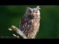 World 4K - Scenic Wildlife Film With Piano Calming Music, Study, Relaxing
