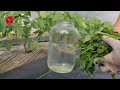 Save the tomato from blight - Why remove the stems and remove the leaves?