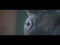 About a Gorilla Girl Raised By Human & a Silverback | Annie & Shabani | Higashiyama Zoo