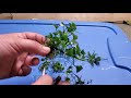 The Crazy Little Trick That Makes Anubias Plants Grow Faster & Thicker. How to Split & Propagate.