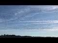 Snow Geese in the morning