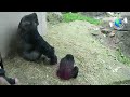 Gorilla Toddler Throws a Hilariously Funny Tantrum