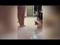 Best Cats and Dogs Videos ❤️ Funniest Animals 2024 😹